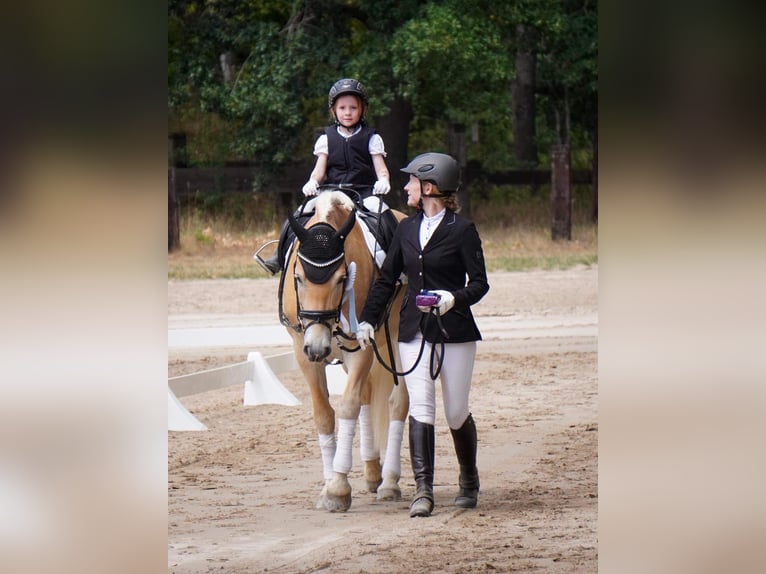 Haflinger Wallach 7 Jahre 155 cm Fuchs in Neu-Isenburg
