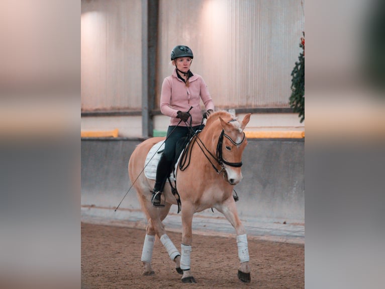 Haflinger Wallach 7 Jahre 155 cm Fuchs in Neu-Isenburg