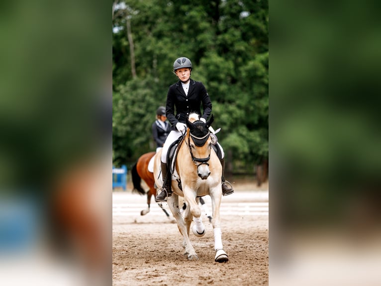 Haflinger Wallach 7 Jahre 155 cm Fuchs in Neu-Isenburg