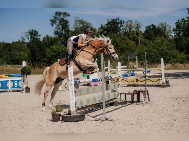 Haflinger Wallach 7 Jahre 155 cm Fuchs in Neu-Isenburg
