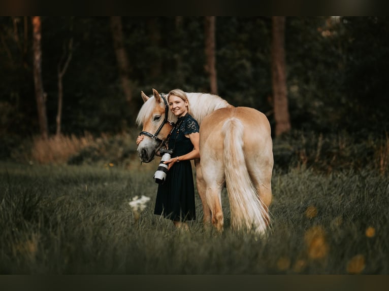 Haflinger Wallach 7 Jahre 155 cm Fuchs in Neu-Isenburg