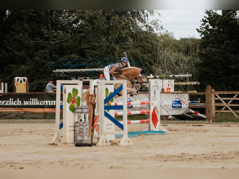 Haflinger Wallach 7 Jahre 155 cm Fuchs in Neu-Isenburg