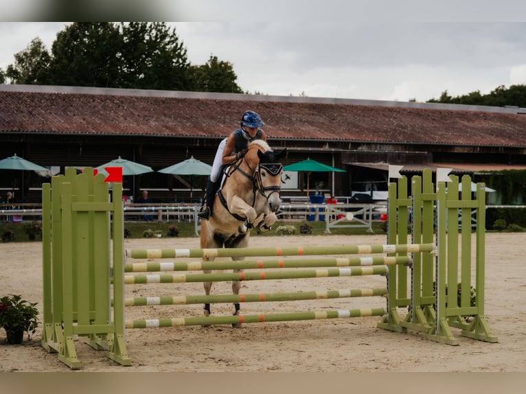 Haflinger Wallach 7 Jahre 155 cm Fuchs in Neu-Isenburg