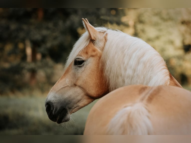 Haflinger Wallach 7 Jahre 155 cm Fuchs in Neu-Isenburg