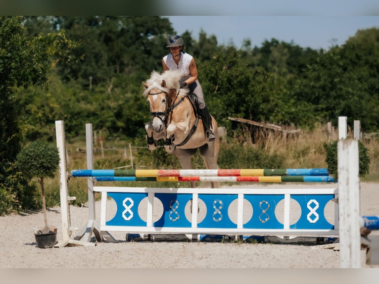 Haflinger Wallach 7 Jahre 155 cm Fuchs in Neu-Isenburg