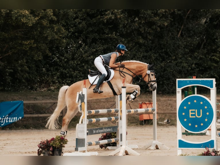 Haflinger Wallach 7 Jahre 155 cm Fuchs in Neu-Isenburg