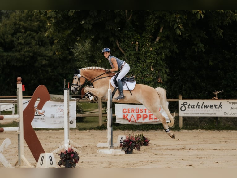 Haflinger Wallach 7 Jahre 155 cm Fuchs in Neu-Isenburg