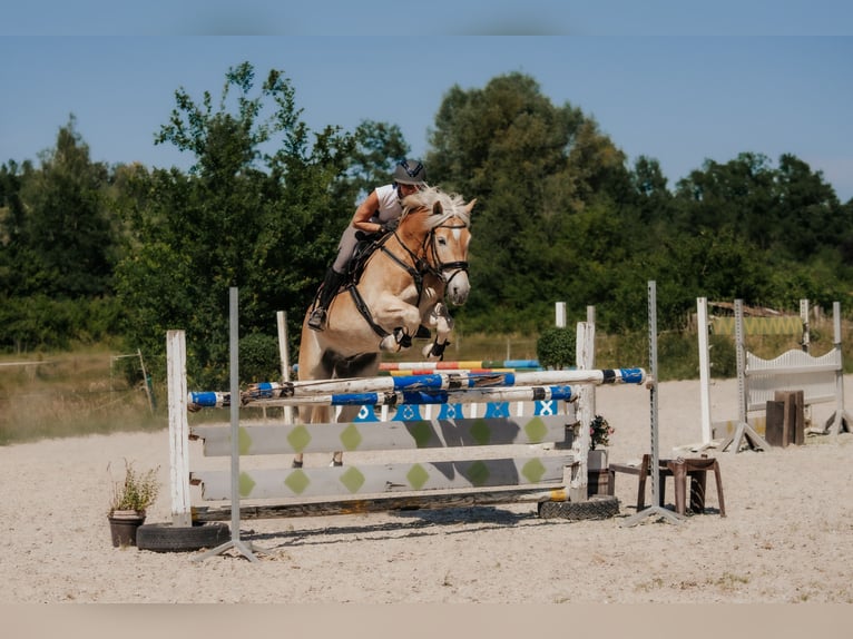 Haflinger Wallach 7 Jahre 155 cm Fuchs in Neu-Isenburg