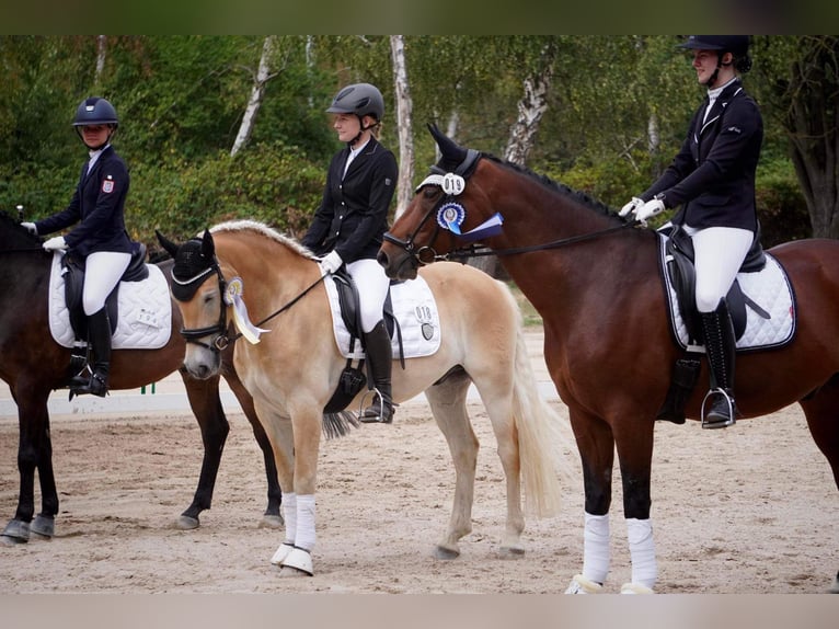Haflinger Wallach 7 Jahre 155 cm Fuchs in Neu-Isenburg