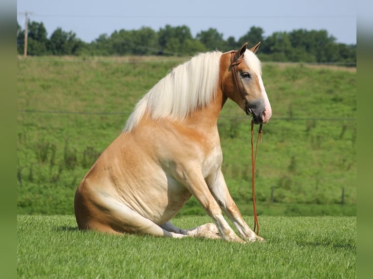 Haflinger Wallach 7 Jahre 155 cm Palomino in Whitley city Ky