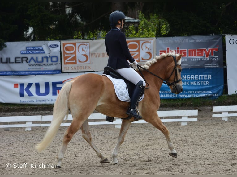 Haflinger Wallach 7 Jahre 155 cm Rotfuchs in Umhausen