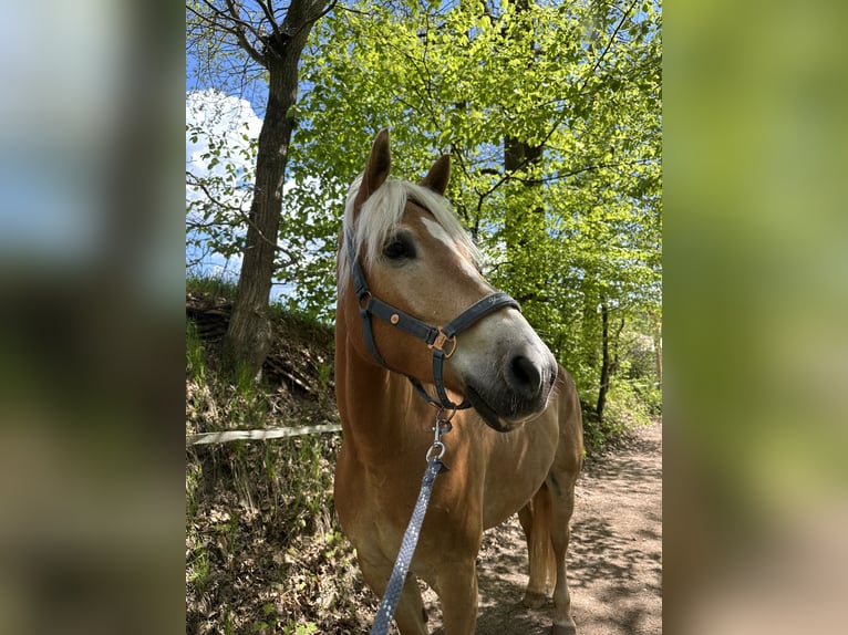 Haflinger Wallach 7 Jahre 156 cm Fuchs in Schmalkalden