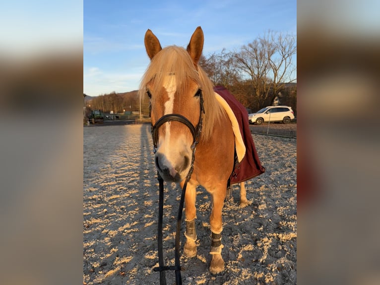 Haflinger Wallach 7 Jahre 156 cm Fuchs in Schmalkalden