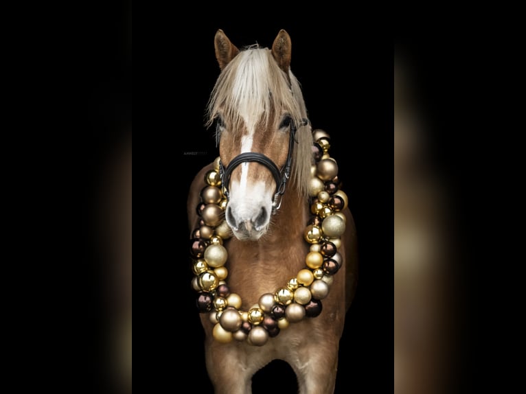 Haflinger Wallach 7 Jahre 156 cm Fuchs in Schmalkalden