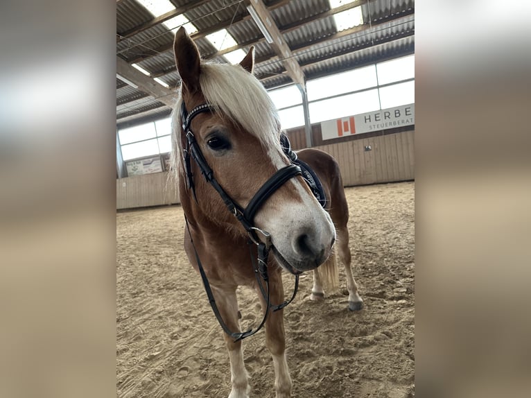 Haflinger Wallach 7 Jahre 156 cm Fuchs in Schmalkalden