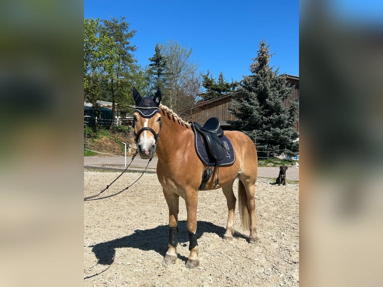Haflinger Wallach 7 Jahre 156 cm Fuchs in Schmalkalden