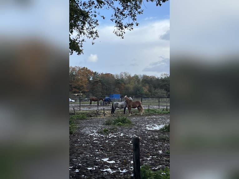 Haflinger Mix Wallach 7 Jahre 160 cm in Breda