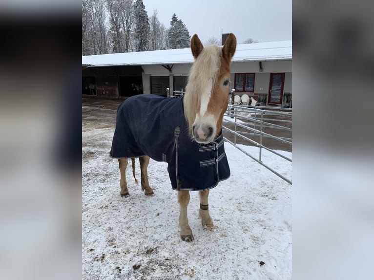 Haflinger Wallach 7 Jahre 160 cm  in Königsdorf