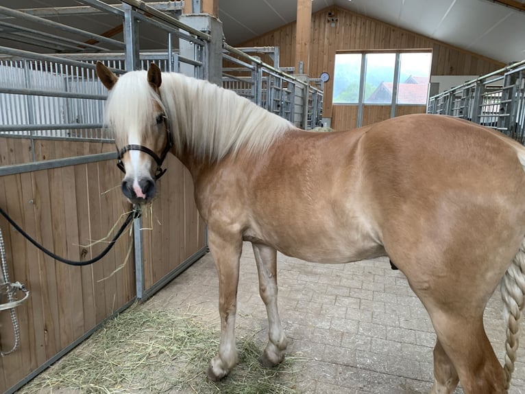 Haflinger Wallach 7 Jahre 160 cm  in Königsdorf
