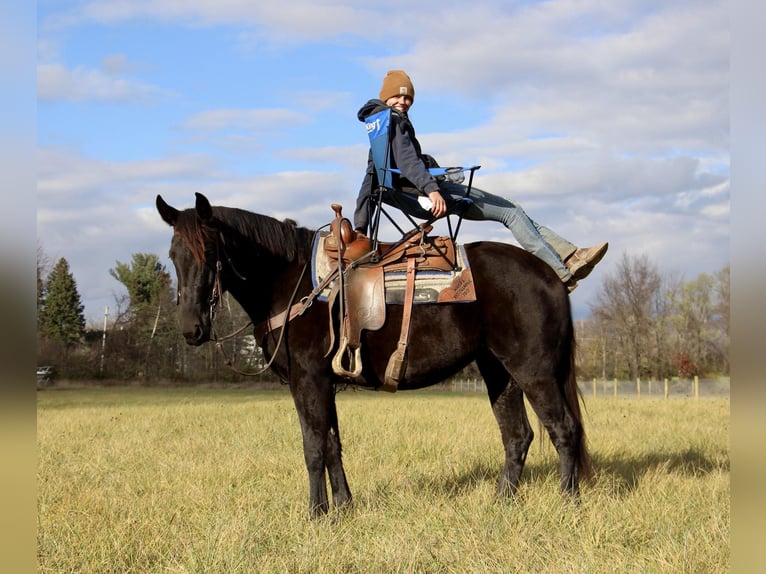 Haflinger Wallach 7 Jahre 160 cm Rappe in Howell MI