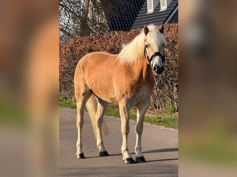 Haflinger Wallach 7 Jahre 161 cm Palomino in Someren