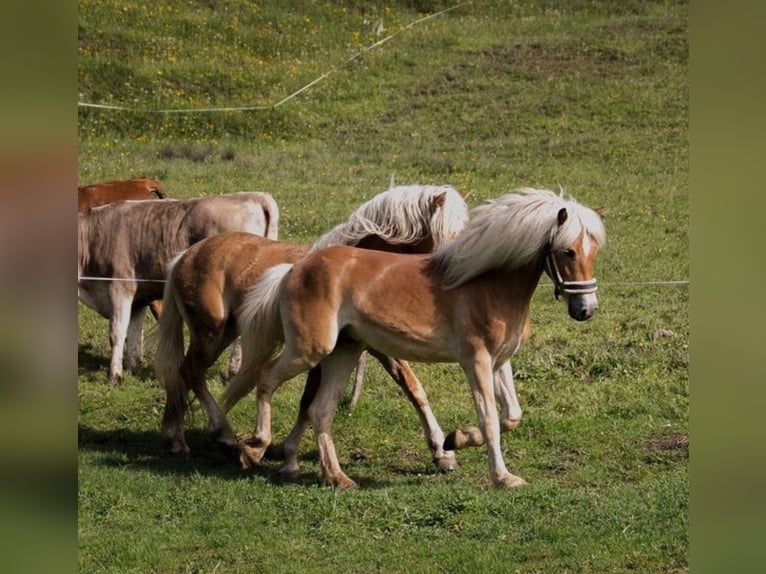Haflinger Wallach 7 Jahre  in Rudersberg