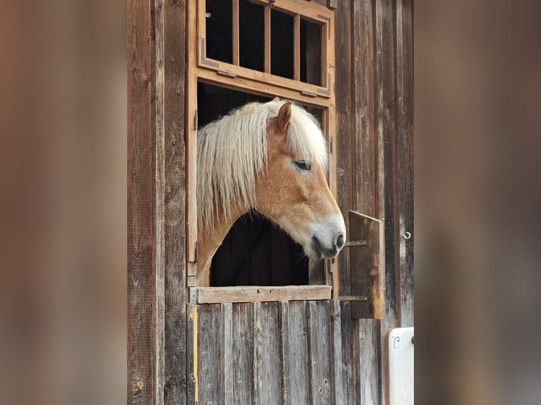 Haflinger Wallach 7 Jahre  in Rudersberg