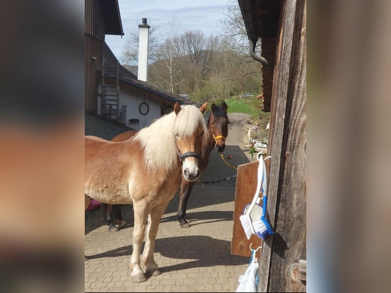 Haflinger Wallach 7 Jahre  in Rudersberg