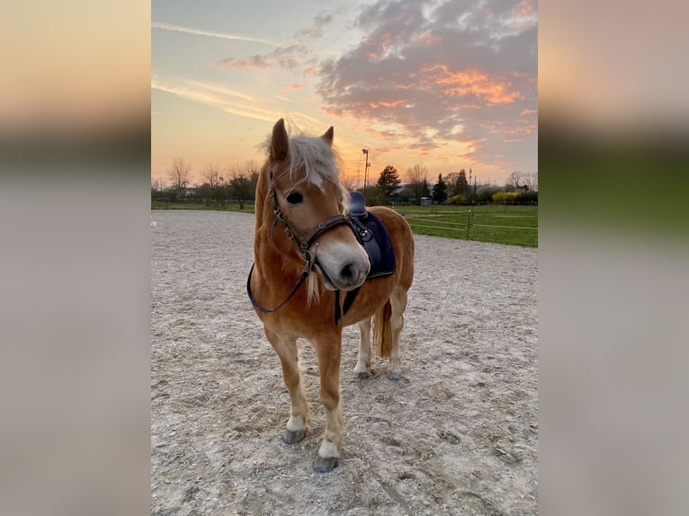 Haflinger Wallach 8 Jahre 143 cm  in Lampertheim