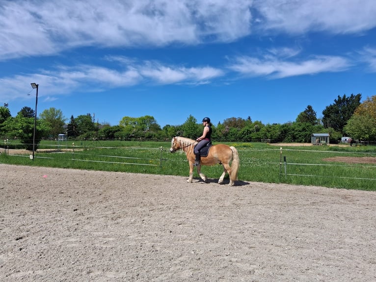 Haflinger Wallach 8 Jahre 143 cm  in Lampertheim