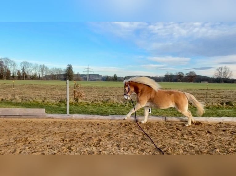 Haflinger Wallach 8 Jahre 143 cm Palomino in Landsberg am Lech