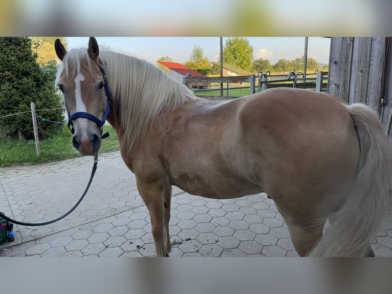 Haflinger Wallach 8 Jahre 143 cm Palomino in Landsberg am Lech