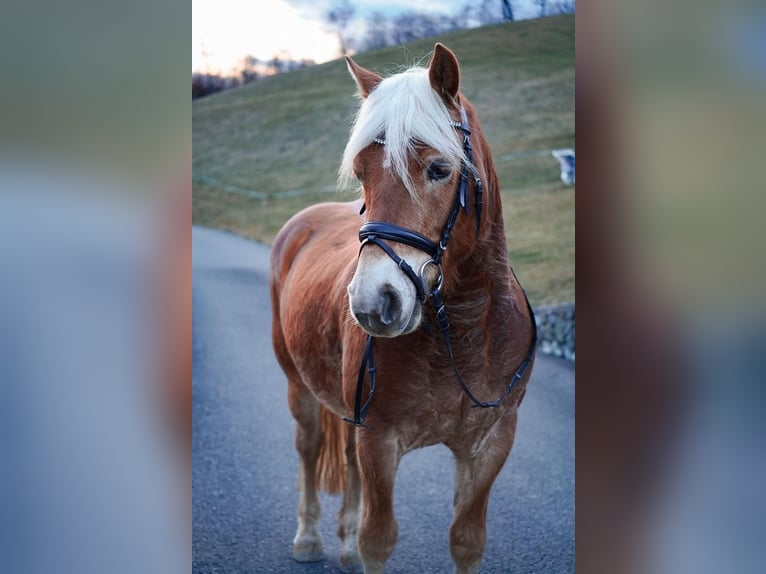 Haflinger Wallach 8 Jahre 145 cm  in Spielberg