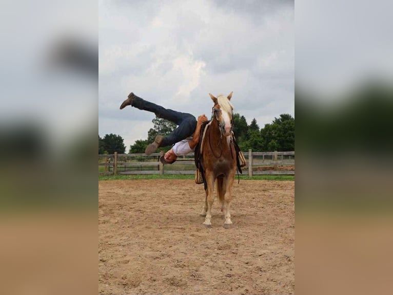 Haflinger Wallach 8 Jahre 145 cm Palomino in Howell, MI