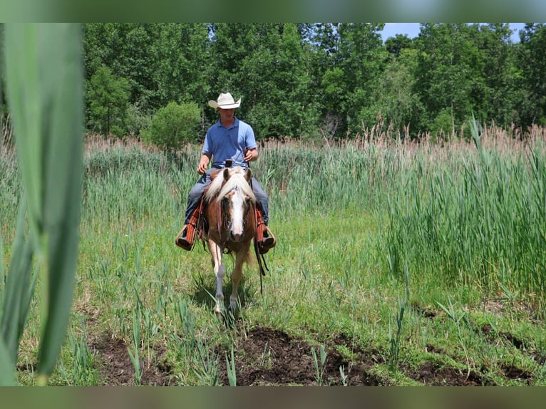 Haflinger Wallach 8 Jahre 145 cm Palomino in Howell, MI