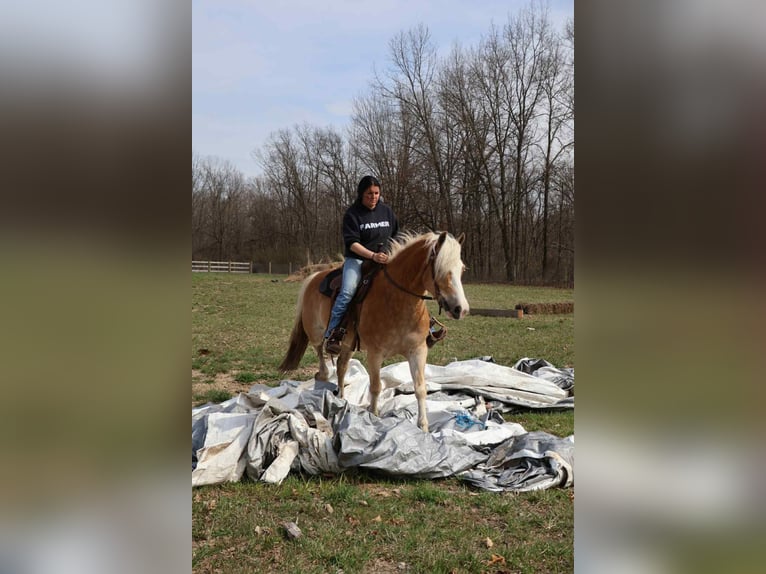 Haflinger Wallach 8 Jahre 145 cm Palomino in Howell, MI