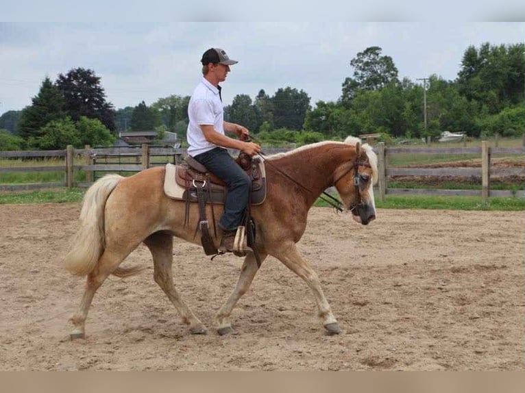 Haflinger Wallach 8 Jahre 145 cm Palomino in Howell, MI