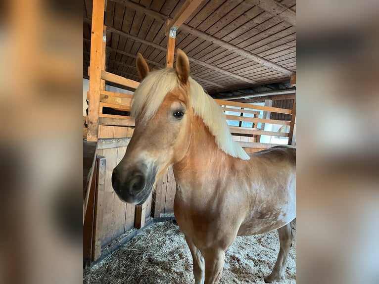 Haflinger Wallach 8 Jahre 147 cm Rotfuchs in Thalgau