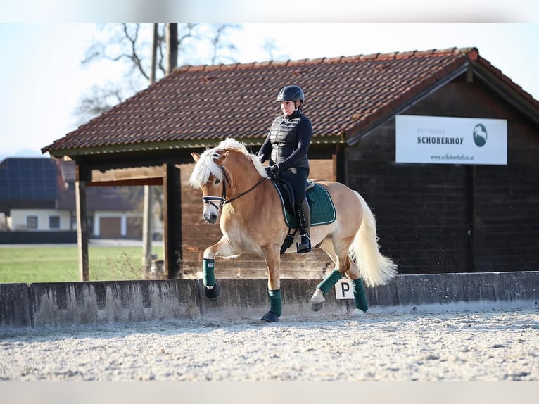Haflinger Wallach 8 Jahre 150 cm Fuchs in Neukirchen bei Sulzbach-Rosenberg