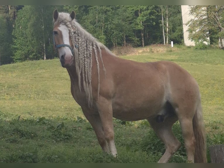 Haflinger Wallach 8 Jahre 152 cm Perlino in Wolfsberg