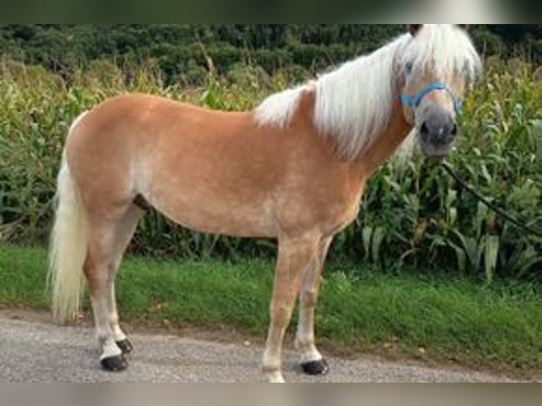 Haflinger Wallach 8 Jahre 153 cm in Eichst&#xE4;tt