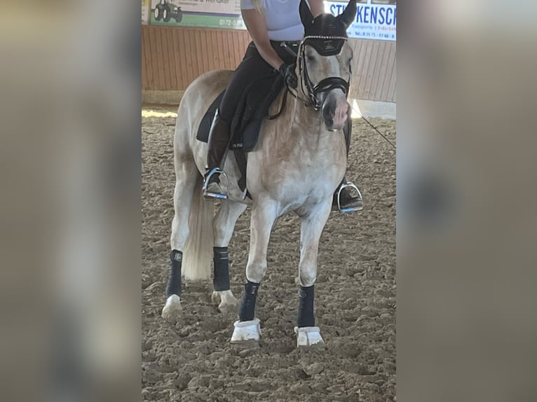 Haflinger Wallach 8 Jahre 153 cm Fuchs in Telgte