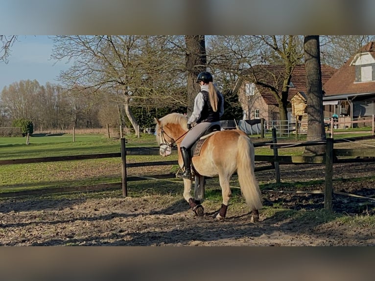 Haflinger Wallach 8 Jahre 153 cm Fuchs in TelgteTelgte