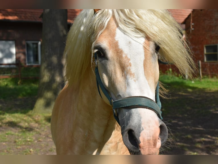 Haflinger Wallach 8 Jahre 153 cm Fuchs in TelgteTelgte