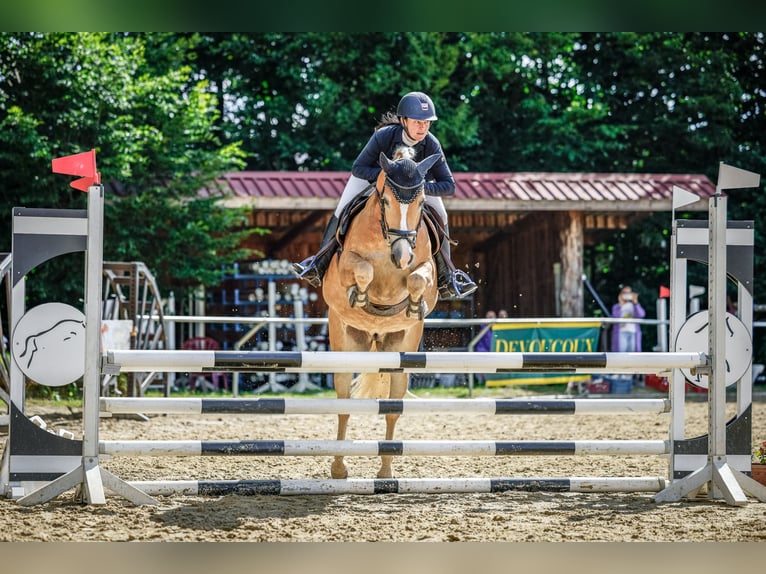 Haflinger Wallach 8 Jahre 154 cm  in Altenstadt