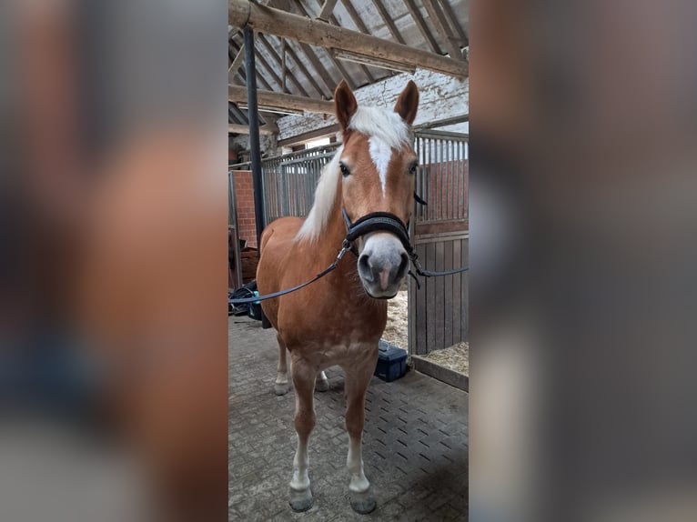 Haflinger Wallach 8 Jahre 154 cm Hellbrauner in Rheurdt
