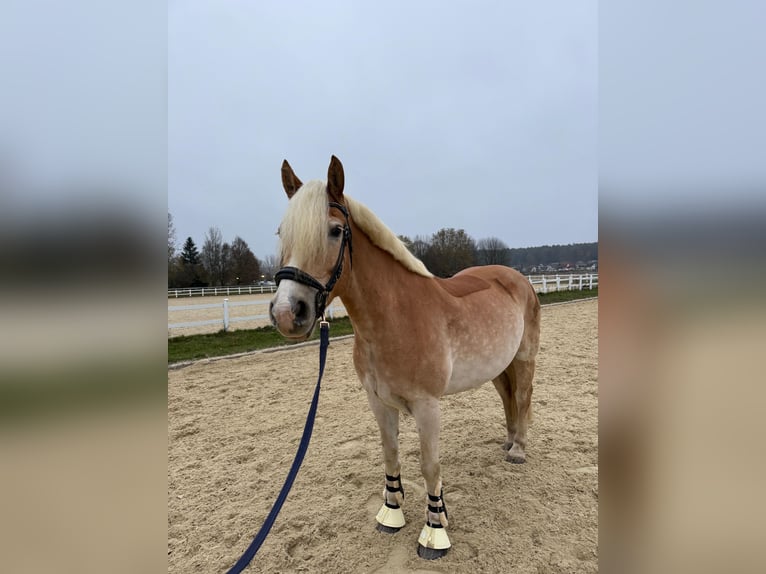 Haflinger Wallach 8 Jahre 155 cm in Bad blumau