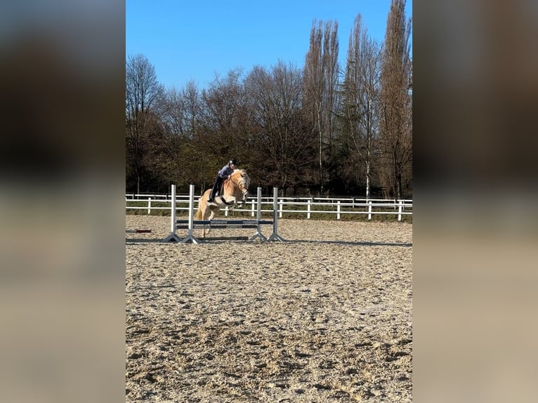 Haflinger Wallach 8 Jahre 155 cm in Bad blumau
