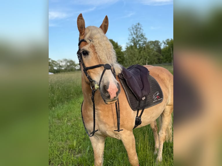 Haflinger Wallach 8 Jahre 155 cm in Bad blumau