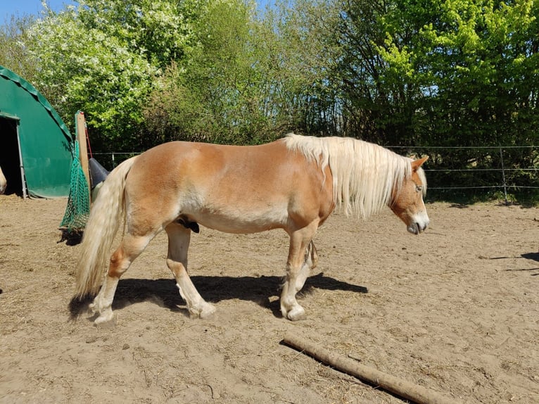 Haflinger Wallach 8 Jahre 155 cm in Bad Segeberg